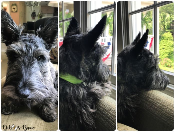Scottie-puppy-window-gazing