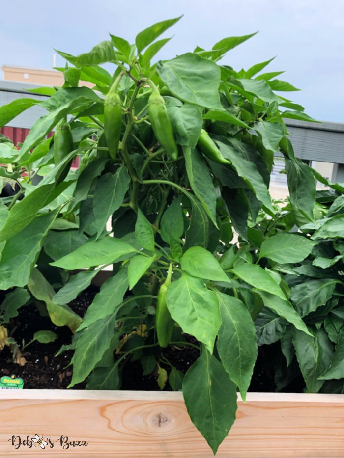 Philadelphia-urban-rooftop-garden-pepper-plant
