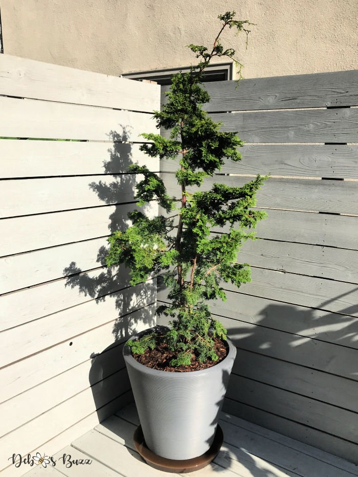 urban-garden-potted-evergreen-tree