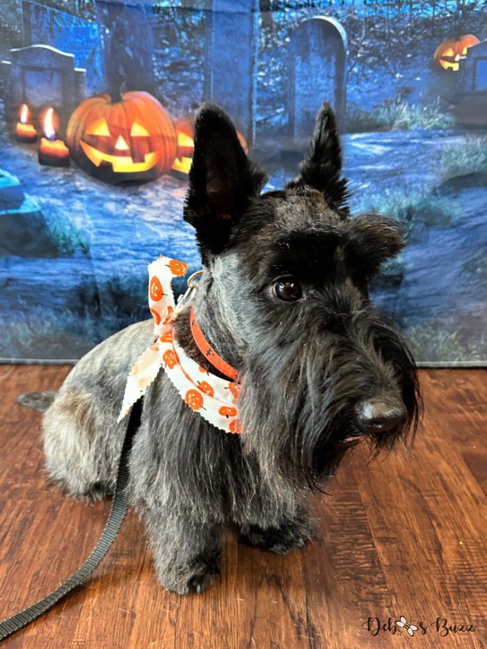 Whiskey-Scottie-Scottish-Highlands-terrier-dog